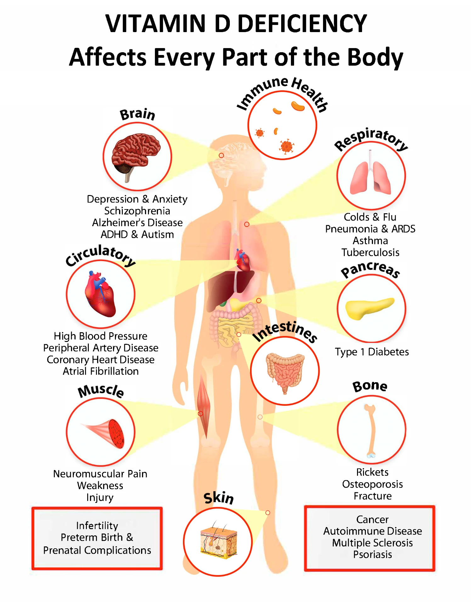 Vitamin D receptors almost everywhere in the body — brain, heart, muscles, bones. Not a coincidence.